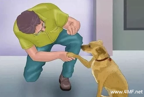 【训犬教程】专业训犬教程(140节课)-绿动下载
