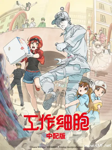 动画片 工作细胞 第一季（中配版）-绿动下载